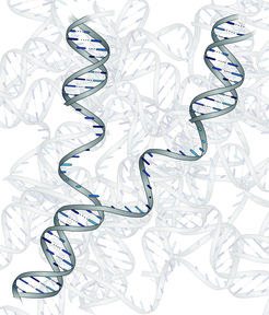 Sld2 trennt zwei Phasen (licensing und firing) der DNA-Replikation voneinander und ist somit ein wichtiger Kontrollfaktor. Erst wenn die Enzyme Dma1 und Dma2 Sld2 ausschalten, beginnt die Zelle eine erneute DNA-Verdopplung. Ohne diese Pause unterlaufen der Zelle häufiger Fehler.