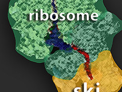 The ribosome, the protein factory of the cell, works closely with the SKI protein complex. The SKI complex is part of a molecular shredder that breaks down mRNA, the construction manual for proteins, into its individual components.