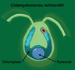 In this image, "Sammy the Chlamy" illustrates how the pyrenoid is a phase-separated microcompartment within the chloroplast of the Chlamydomonas cell.