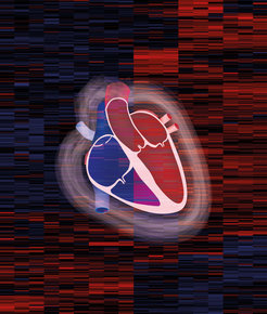 Foreground: heart schemata, background: section of a so-called heatmap, an overview of analyzed proteins that were summarized for the first time in an extensive atlas.