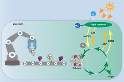Folding and assembly of the Rubisco subunits is assisted by the chaperonin system and several specific factors. Together these factors form the assembly line that leads to the formation of the functional enzyme. Rubisco catalyses the key step of CO2 fixation in photosynthesis. The process of photosynthesis converts sunlight into chemical energy, splits water to liberate O2, and fixes CO2 into sugar.