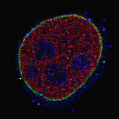 Three-color Exchange-PAINT image using a Spinning Disk Confocal Microscope super-resolves the microtubule network (green), TOM20 (red, mitochondrial outer membrane marker), and HSP60 (blue, heat shock protein located in the mitochondrial inner matrix) inside a HeLa cell.