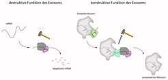 Das Exosom ist eine tonnenförmige molekulare Maschinerie durch welche die mRNA gefädelt wird, bevor sie am unteren Ende von einer sogenannten Nuklease vollständig abgebaut wird. Neben dem Abbau von RNA besitzt das Exosom auch eine Funktion im Herstellungsprozess der Ribosomen. Das Exosom baut hier gezielt einen Teil des Vorläuferribosoms ab.
