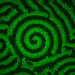 Experimentell beobachtetes Protein-Muster
