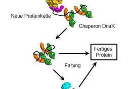 Hauptakteur der Proteinfaltung identifiziert - Max Planck Forscher haben einen Faltungshelfer, das molekulare Chaperon DnaK, genauer unter die Lupe genommen 
