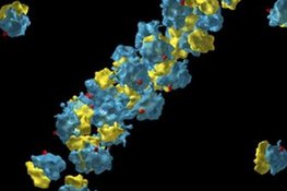 Human protein factories in 3D - Insights into the interior of human cells at the nano level