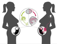 Infektion einer Schwangeren mit dem Zika Virus durch eine Stechmücke (rechts) resultiert in Replikation von Zika Virus im Embryo. Das Virus verwendet dafür Eiweißmoleküle (hellblau), die wichtig sind für das Wachstum von Neuronen und welche für die Gehirnentwicklung fehlen. Auf der linken Seite der Grafik können sich die Nervenzellen (grün) im Embryo der gesunden Mutter korrekt entwickeln.
