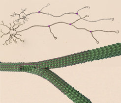 In Neuronen reichert sich das Protein SSNA1 (pink) an den Verzweigungen der Axone an (oben). Die SSNA1-Fasern heften sich an die Mikrotubuli (grün) an und lösen die Verzweigungen des Zellskeletts aus (unten).