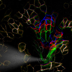 The molecular force transduction in desmosomes was analyzed before (blue), during (green), and after (red) the application of mechanical stress.