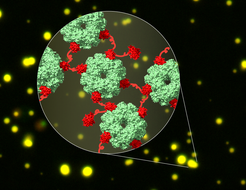 Cryo-EM structure of the linked complexes of CcmM (red) and Rubisco (green) in liquid droplets (yellow). Formation of this network is the first step in carboxysome biogenesis in cyanobacteria.