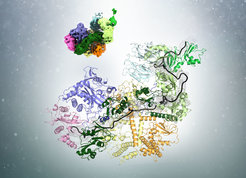 The length of the poly(A) tail (black) in complex with the poly(A) binding protein (green) is measured by Pan2-Pan3(shades of blue, yellow and orange)
