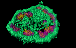 Super-resolution light microscopy shows that the nucleolus is not separated from the rest of the cell by a membrane and that it consists of different zones (here marked green, magenta, and yellow), which are distinct from each other and membrane-less as well. The work in this study has shown that misfolded proteins can be temporarily stored in the green area.
