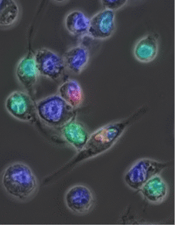 Cytotoxicity of polyQ expansions proteinsSchaffar et al, 2004, Mol. Cell 15, 95-105