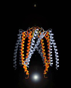 Prefoldin structure Siegert et al., 2000, Cell 103, 621-632