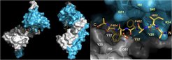 Binding of C-terminal RbcL Peptide to RbcX. Left panel: Structure of the complex of peptide EIKFEFD bound to RbcX dimer. Right panel: Magnification of the peptide-binding groove (Reprinted from Cell 129, Saschenbrecker et al., Structure and Function of RbcX, an Assembly Chaperone for Hexadecameric Rubisco (2007), with permission from Elsevier).