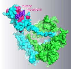 Crystal structure of a complex between the tumor suppressor E3 ligase subunit SPOP and a ubiquitylation substrate. The locations of prostate tumor-associated mutations in the substrate-binding domain are highlighted.
