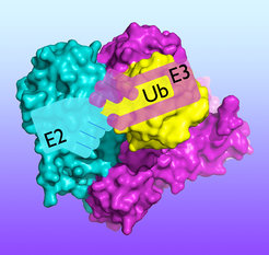 Crystal structure showing the molecular “handoff” of ubiquitin from an E2 enzyme to a HECT-type E3 enzyme.
