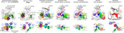 Cryo electron microscopy reconstructions of Anaphase Promoting Complex/Cyclosome, highlighting how the APC2-APC11 cullin-RING catalytic core is variously harnessed by different factors to regulate step-by-step progression through the cell cycle.