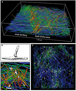 Figure 1. Architecture of actin waves using cryo-FIB milling and cryo-ET. (A) View of the back of a wave leaving behind a dense meshwork of actin filaments in the inner territory. (B) In situ structure of Arp2/3 complex-mediated branch junctions. (C-D) Clustered branch sites (C) generate membrane-directed tent-like structures (D).