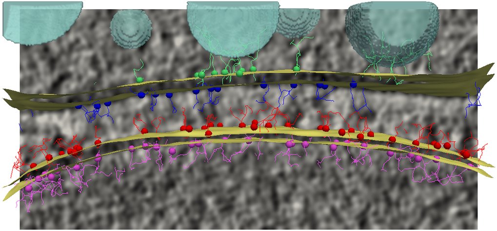 Molecular architecture of neuronal synapses