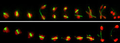 Live-cell imaging of meiosis in a wild-type (top) and a ddk mutant (bottom) cell. Green, tubulin; red, histone. Time between selected frames: 15 min.