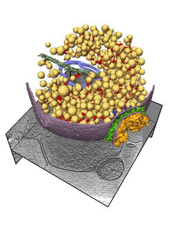 Synapses are contacts between two nerve cells. The detailed structure of such a synapse can be shown by means of cryo-electron tomography.