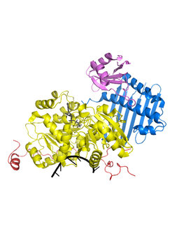 The structure of the exon junction complex, an assembly crucial for the detection and degradation of many aberrant mRNAs in human cells.
