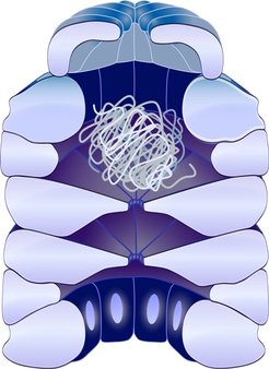 The chaperonin GroEL/GroES helps other proteins to receive the correct form.