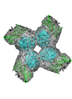 The Rubisco complex takes up carbon dioxide and starts the transformation into sugar molecules.