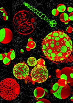 Giant unilamellar vesicles (GUVs) are composed of a single lipid bilayer which closes up to a large hollow sphere.