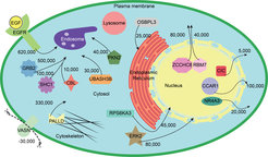 Figure 1: Application of Dynamic Organellar Mapping reveals subcellular protein movements following stimulation with EGF (20 min, HeLa cells). Arrows indicate some of the detected compartment transitions; numbers show estimates of how many copies of a protein are moving in an average cell.