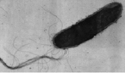 An electron microscopic image of Halobacterium salinarum with ca 13.500-fold magnification. From the pole of the rod-shaped cell body extends the long flagellar bundle