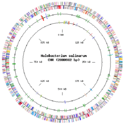 A representation of the genome of Halobacterium salinarum. The 2 Mb chromosome is indicated as a set of three circles. Proteins are marked in the outer circle in a strand-specific manner. The central circle shows stable RNAs and the innter circle shows insertion elements.