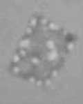 Fig.1B: Light micrograph of a single square cell of 'Haloquadratum walsbyi'. The cell is ca 5x5 µm).