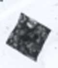 Fig.1C: Electron micrograph of a single square cell of 'Haloquadratum walsbyi'. The cell is ca 2x2 µm).