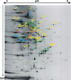 Fig. 1A: a 2D gel from a membrane preparation of Halobacterium salinarum. Proteins from a membrane preparation are separated by charge from left to right (pH 3.0 at the left and and pH 6.0 at the right end of the gel). Proteins are then separated by size from top to bottom. Proteins near the bottom of the gel have a size of 20kDa. Red/orange arrows indicate integral membrane proteins, green and blue arrows indicate peripheral membrane proteins (see Fig.1B for result summary).