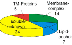 Fig. 1B: Few integral and many peripheral membrane proteins were identified after 2D gel electrophoresis followed by MALDI-TOF and peptide mass fingerprint analysis.