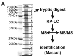 Fig. 2A: After 1D gel electrophoresis, the gel was sliced and proteins were identified by LC/MS/MS. Samples from this and similar gels resulted in the identification of more than 100 integral membrane proteins (see Fig.2B).