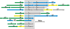 Fig. 3A: Subunits from several ABC-type transport systems could be identified upon analysis of the membrane proteome from Halobacterium salinarum. P: permease subunits, ATP: ATP-binding subunits, SB: substrate-binding subunits. Blue: identification by LC/MS/MS, yellow: identification by MALDI_TOF with peptide mass fingerprint, green: identification by both methods.