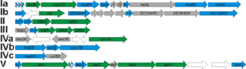 Fig. 3B: Subunits from several complexes of the respiratory chain could be identified upon analysis of the membrane proteome from Halobacterium salinarum. The colour scheme corresponds to that in Fig. 3A.