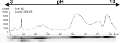 Fig. 4: Experimental proof of membrane protein precipitation upon IEF. Proteins from a membrane preparation were fluorescently labelled and subjected to 2D gel electrophoresis. The fluorescence was recorded with the IEF stripe in place. (Only the very top of the gel is shown). It can be seen that a major fraction of the fluorescence is associated with the IEF stripe, indicating that the corresponding proteins could not be resolubilized after IEF and thus were not transferred to the second dimension (SDS gel).