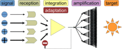 Fig. 1: the principle components of a simple signal transduction casca