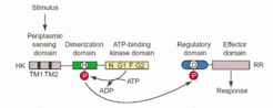 Fig. 1: Basic two-component phosphotransfer scheme. Taken from West and Stock (2001)