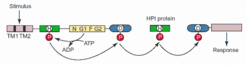 Fig. 2: Phosphotransfer scheme of a phosphorelay system. Taken from West and Stock (2001)