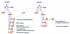 Fig. 3: Schematic overview of two TCS in Salmonella enterica. It is shown the down signaling to their direct target genes as well as the cross talk between the Pho- and Pmr-TCS. Taken from Groisman (2001).
