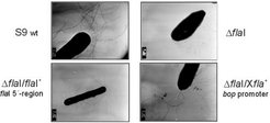 Fig. 3: Electron micrographs of uranyl acetate negatively stained H. salinarum cells. ΔflaI, flaI deletion strain; ΔflaI/flaI+ and ΔflaI/XflaI+ are complemented strains carrying flaI under the control of different promoters. ΔflaI cells lack flagella. The degree of complementation depends on the promoter used for complementation, reflecting different gene doses of flaI. Complementation under control of the bop promotor is almost complete. Taken from Patenge et al., 2001.
