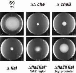 Fig. 4: Motility / chemotaxis assay using semi-solid swarm plates containing 0.25% agar in complex medium. S9, H. salinarum wild-type cells, motility positive control; ΔΔche, H. salinarum, chemotaxis-negative strain, motility negative control; ΔcheB, H. salinarum methylesterase CheB negative strain, fast switching phenotype. The genotypes of ΔflaI, ΔflaI/flaI+ and ΔflaI/XflaI are described in Fig. 3. Taken from Patenge et al., 2001.