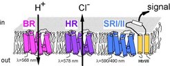 Fig. 1: schematic representation of the four retinal proteins from Halobacterium salinarum