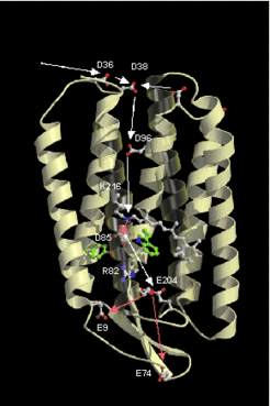 Fig. 2: retinal proteins (as exemplified by BR) are membrane proteins with 7 transmembrane helices