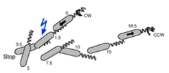 Trace of a moving Halobacterium salinarum cell. Due to clock-wise rotation of the flagellum, the cell swims forward. A flash of blue light results in reversal to counter-clockwise rotation, causing the cell to swim backwards.